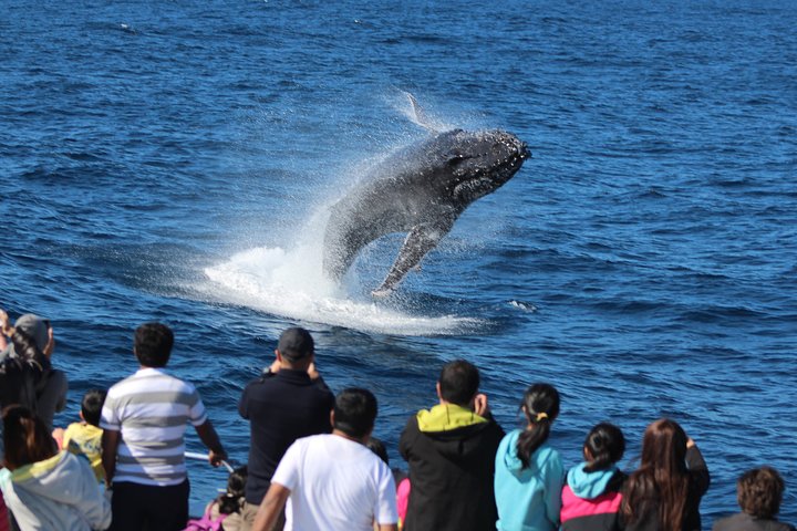 Tangalooma Island Resort Whale Watching Day Cruise With Dolphin Viewing - Brisbane Tourism 1