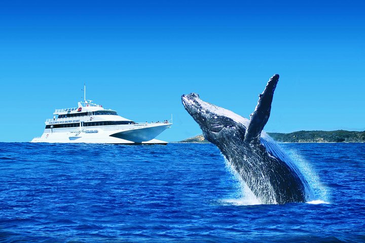 Tangalooma Island Resort Whale Watching Day Cruise With Dolphin Viewing - Brisbane Tourism 2