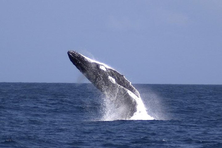 Tangalooma Island Resort Whale Watching Day Cruise With Dolphin Viewing - Brisbane Tourism 4