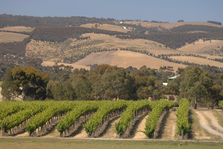 McLaren Vale And Glenelg Wine Tasting And Sightseeing (Half-day Afternoon) - Mount Gambier Accommodation 2