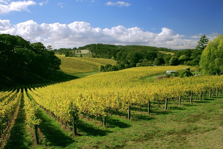 McLaren Vale And Glenelg Wine Tasting And Sightseeing (Half-day Afternoon) - Mount Gambier Accommodation 4