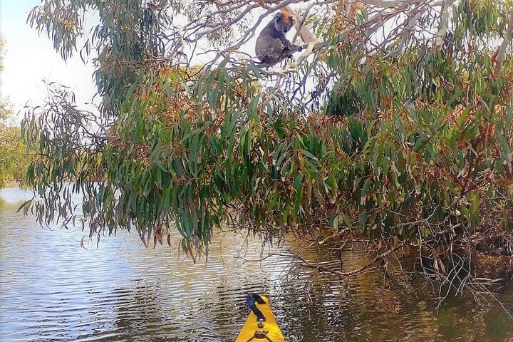 Kangaroo Island Self-Guided Kayaking On The Harriet River - thumb 4