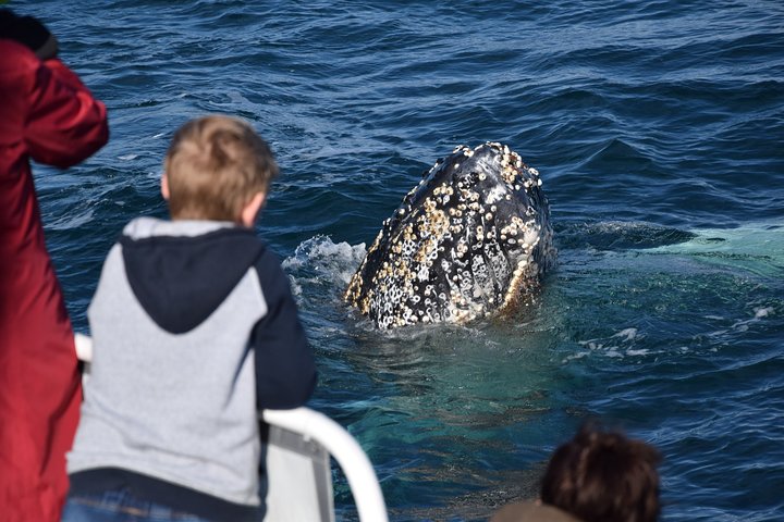 Phillip Island Whale Watching Tour - Tourism Guide 2