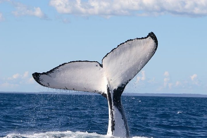 Phillip Island Whale Watching Tour - Tourism Guide 3