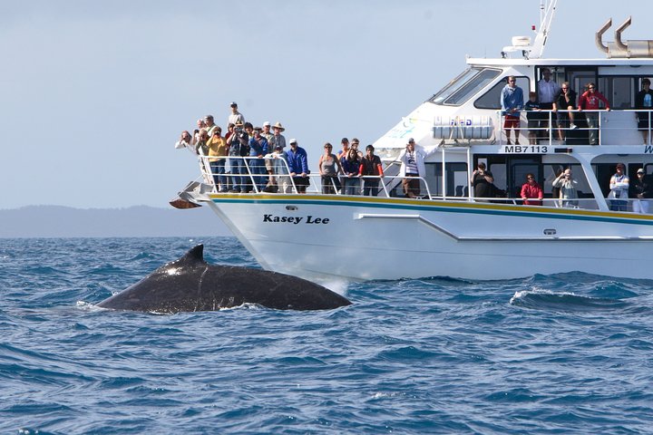 Phillip Island Whale Watching Tour - Tourism Guide 4