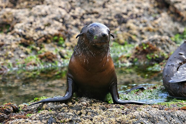 Phillip Island Seal-Watching Cruise