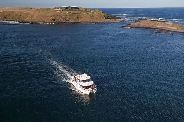 Phillip Island Seal-Watching Cruise - thumb 1