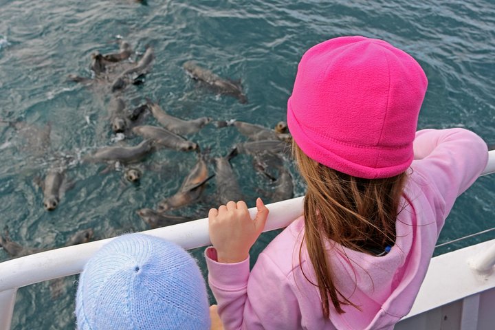 Phillip Island Seal-Watching Cruise - thumb 2