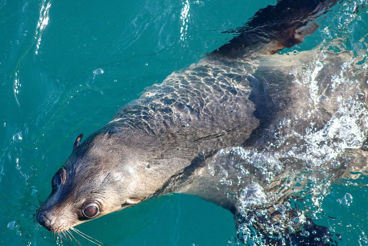 Phillip Island Seal-Watching Cruise - thumb 3