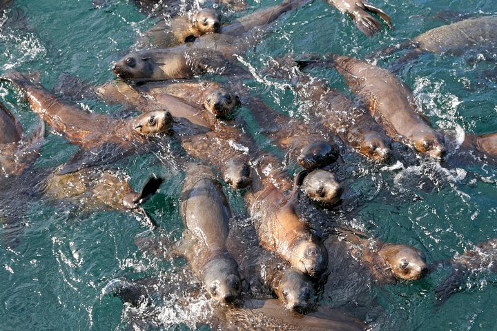 Phillip Island Seal-Watching Cruise - thumb 4