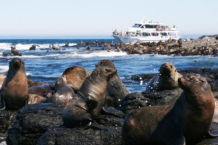 Phillip Island Seal-Watching Cruise - thumb 5