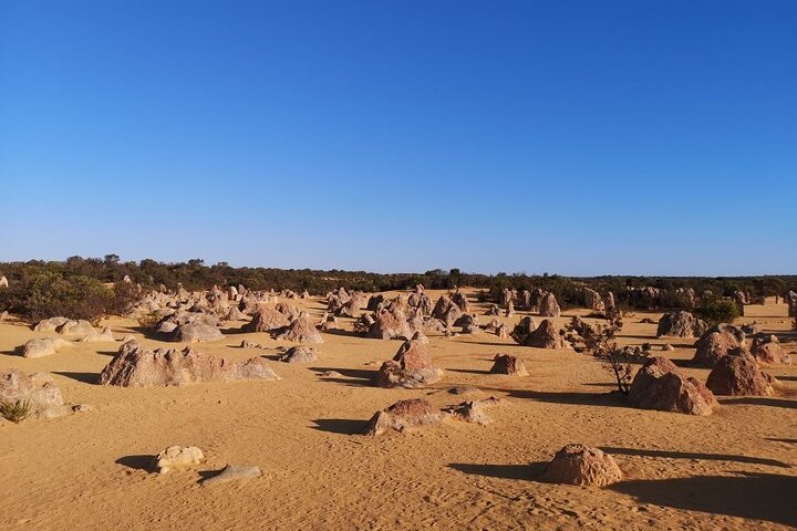 Pinnacles Day Trip From Perth Including Yanchep National Park - Accommodation Perth 3
