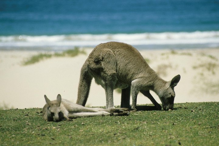 Great Ocean Road Highlights Tour - 2 Days, 1 Night - thumb 2