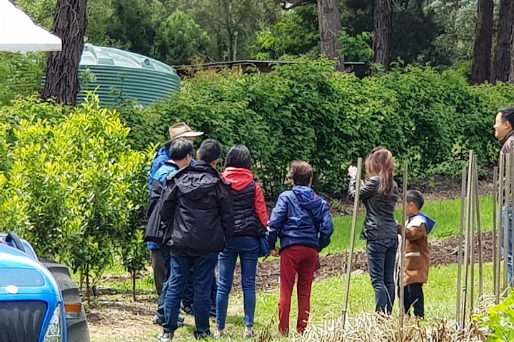 Dandenong Ranges And Rayners Orchard Tour From Melbourne - thumb 4