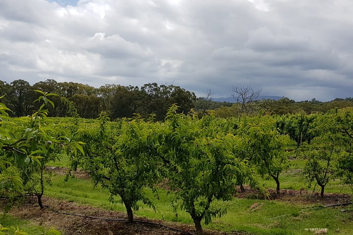 Yarra Valley Wineries And Rayners Orchard Tour From Melbourne - thumb 4