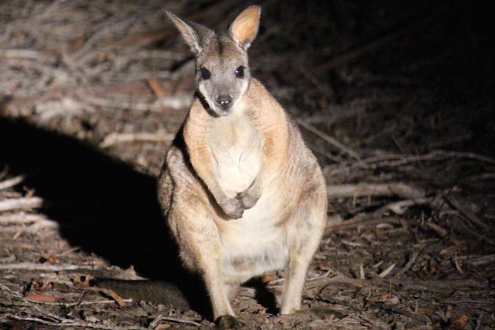 Small-Group Kangaroo Island 4WD Night Tour - thumb 3
