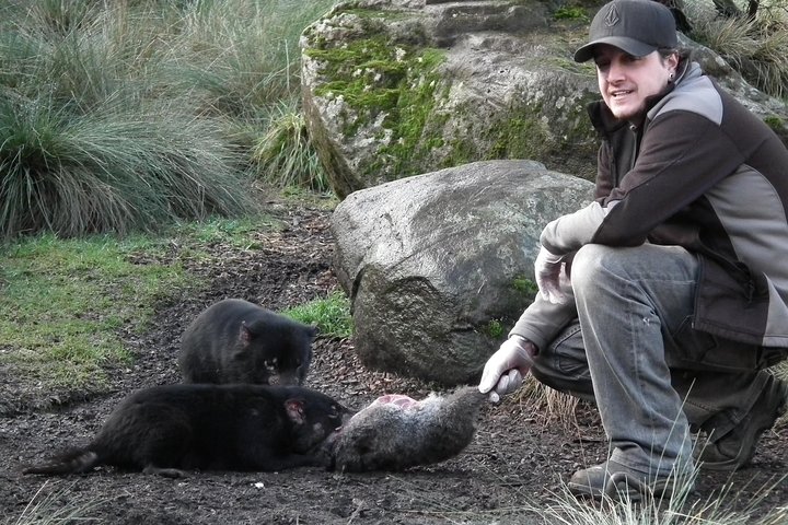 After Dark Tasmanian Devil Feeding Tour At Cradle Mountain - thumb 2