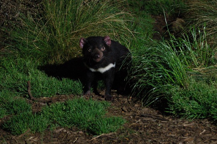 After Dark Tasmanian Devil Feeding Tour At Cradle Mountain - Yarra Valley Accommodation 4