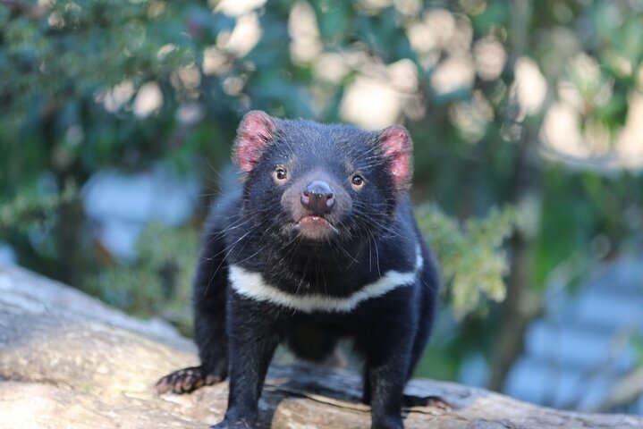 1-Hour Tasmanian Devil Feeding Day Tour At Cradle Mountain - thumb 1