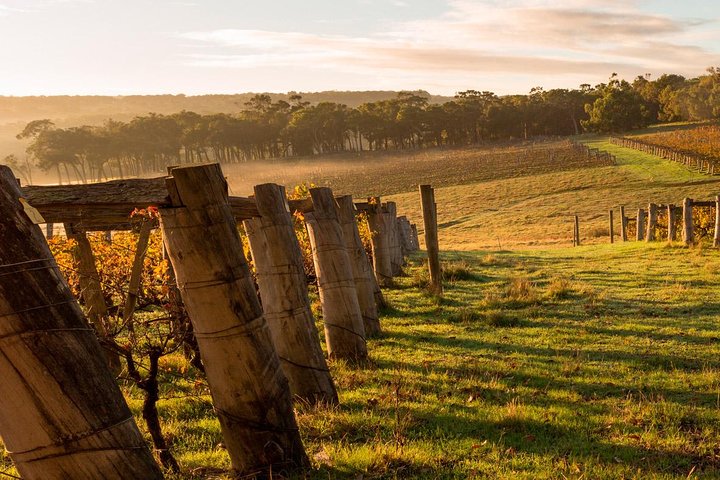 The All About Margaret River Tour: Wine, Coffee, Lunch And Forest - thumb 5