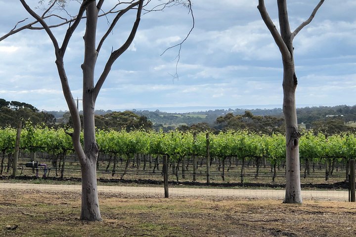 Yarra Valley Wine Tour Inc Lunch With A Glass Of Wine, Tastings And Chocolate - thumb 3