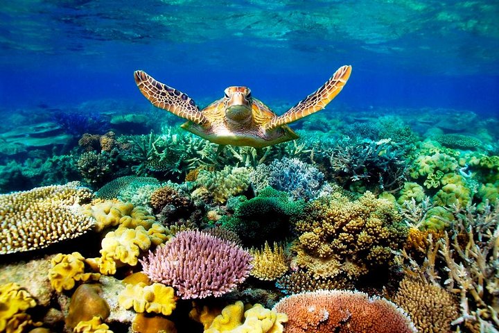 4-Day Cairns Ultimate Combo: Daintree Rainforest, Reef, Kuranda & Paronella Park - Accommodation Mermaid Beach 3
