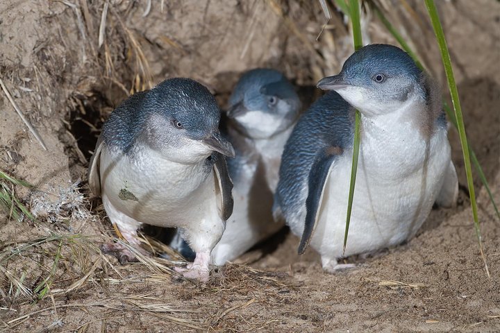 1 Day Exclusively Private Tour Of Phillip Island & The Penguin Parade - Accommodation Mt Buller 5