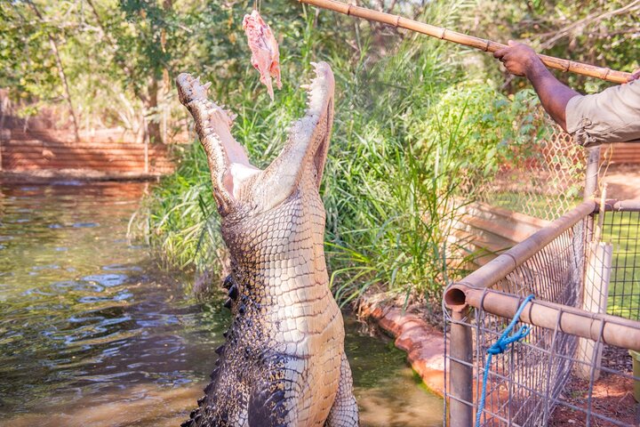 Malcolm Douglas Crocodile Park Tour Including Transportation - thumb 5