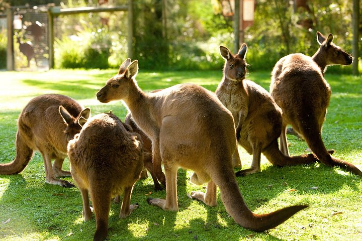 Yarra Valley Wildlife & Wine Day Tour From Melbourne With Healesville Sanctuary - Accommodation in Bendigo 4