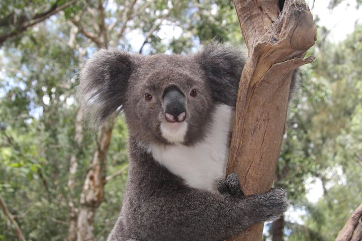 Private Blue Mountains Tour With Kangaroo And Koala Experience - thumb 2