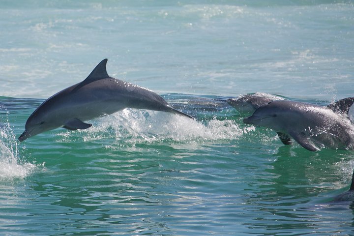 Private Port Stephens Day Trip From Sydney Including Dolphin Cruise - Accommodation Nelson Bay 1