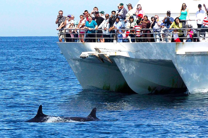 Private Port Stephens Day Trip From Sydney Including Dolphin Cruise - Accommodation Nelson Bay 2