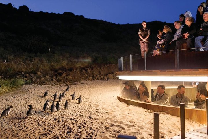 Wilson's Promontory & Phillip Island - 'Prom & Penguins' Tour - thumb 3