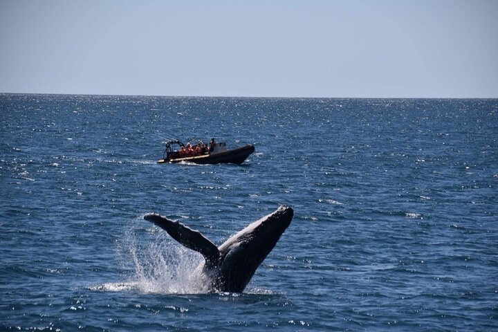 Adventure Whale Watching Tour Mooloolaba - Accommodation Cairns 1