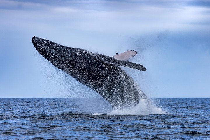 Adventure Whale Watching Tour Mooloolaba - Accommodation Cairns 2