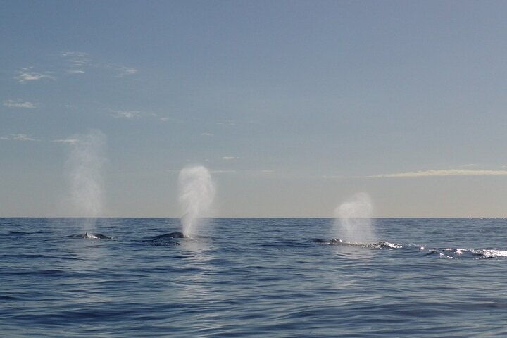 Adventure Whale Watching Tour Mooloolaba - Surfers Gold Coast 3