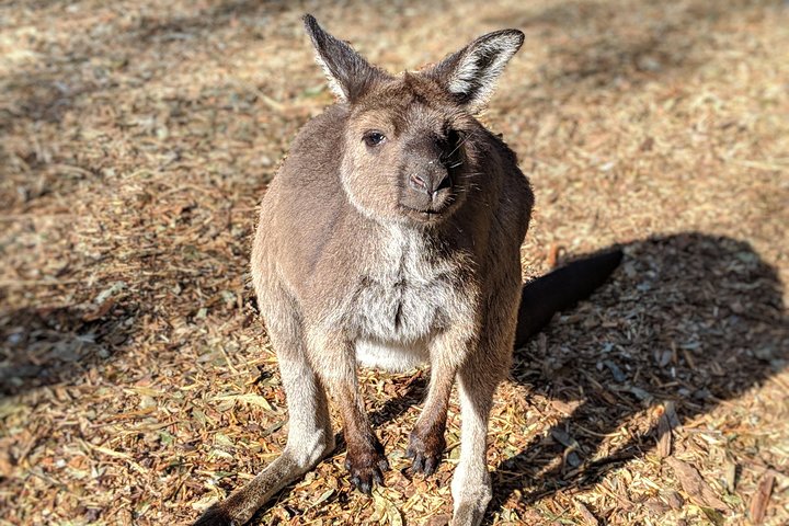 Blue Mountains Private Tour - Wild Kangaroos, Waterfalls And The Three Sisters - Coogee Beach Accommodation 2