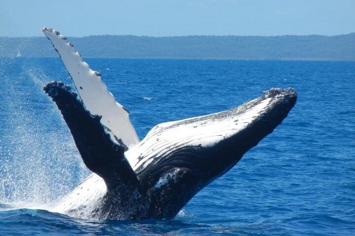 Mooloolaba Whale Watching Tour - 2032 Olympic Games