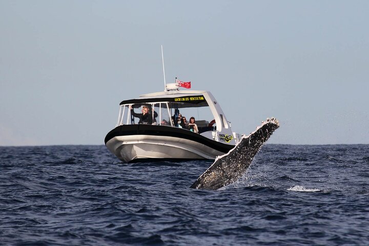 Mooloolaba Whale Watching Tour - Dalby Accommodation 3