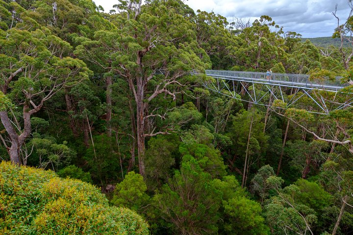 4 Day Tour: Albany, Margaret River, Valley Of The Giants TreeTop Walk From Perth - thumb 4