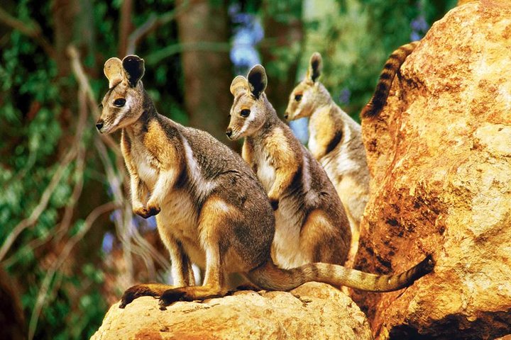 Sydney Harbour Hop On Hop Off Cruise With Taronga Zoo Entry - Byron Bay Accommodation 4