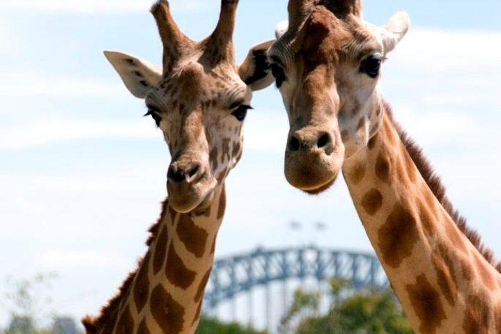 Sydney Harbour Ferry With Taronga Zoo Entry Ticket - Accommodation Ballina 1