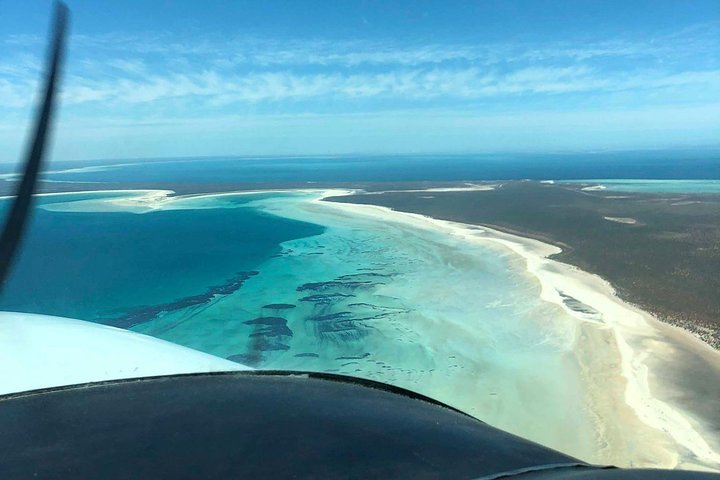Monkey Mia Dolphins & Shark Bay Air Tour From Perth - Accommodation Kalgoorlie 4