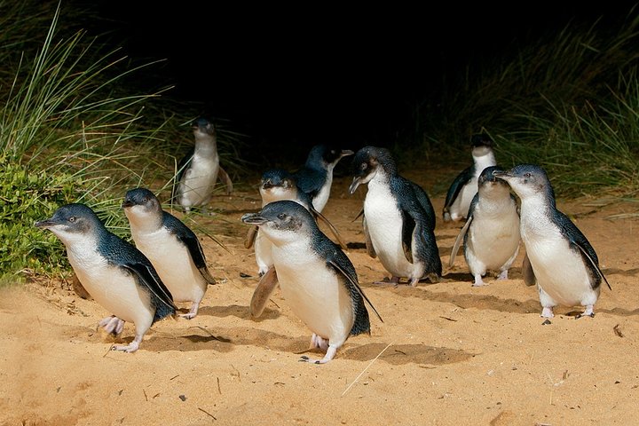 Small Group - Phillip Island Hike & Penguin Parade Day Tour From Melbourne - thumb 1
