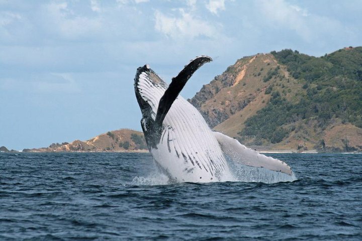 Byron Bay Whale Watching Cruise - Hervey Bay Accommodation