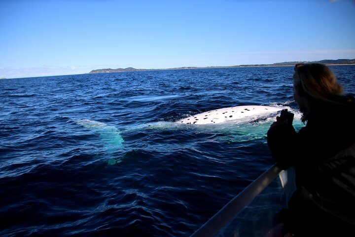 Byron Bay Whale Watching Cruise - Tweed Heads Accommodation 2