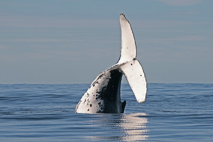 Byron Bay Whale Watching Cruise - thumb 4