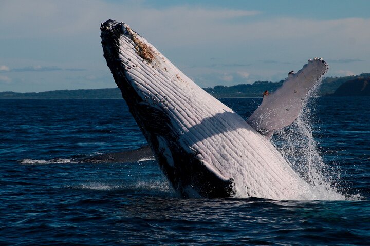 Byron Bay Whale Watching Cruise - thumb 5