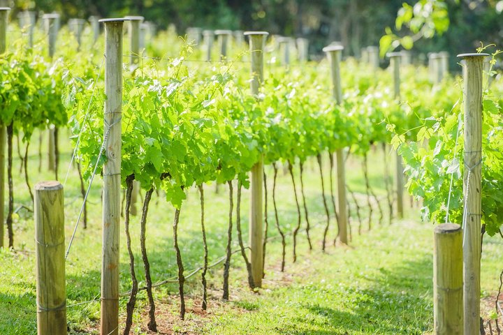 Deluxe Winery Tour To Tamborine Mountain, Includes Gourmet Two Course Lunch - thumb 5