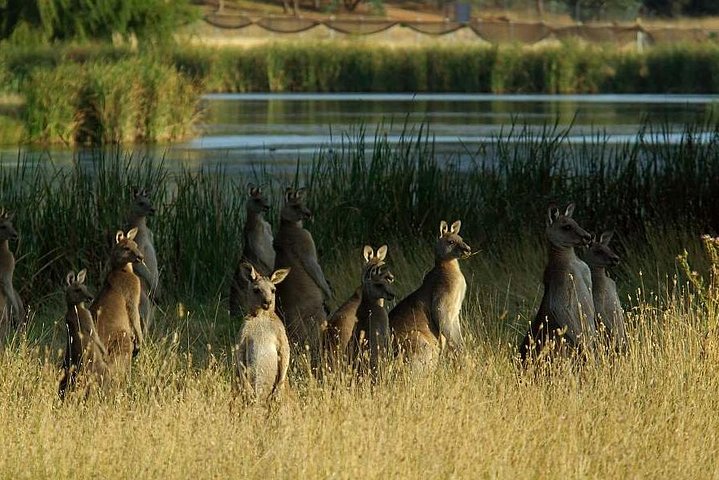 Canberra - The National Capital | Full Day Private Tour | Departs From Sydney - thumb 3
